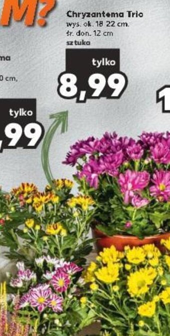 Kaufland Chryzantema Trio 1 szt. oferta