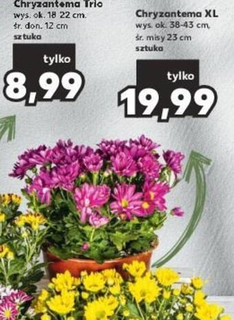 Kaufland Chryzantema XL 1 szt. oferta