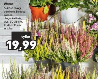 Kaufland Wrzos 5-kolorowy 1 szt. oferta