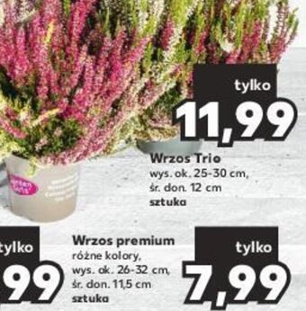 Kaufland Wrzosz premium 1 szt. oferta