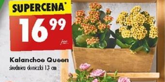 Biedronka Kalanchoe Queen oferta