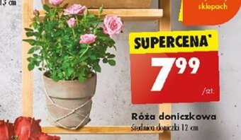 Biedronka Róża doniczkowa oferta
