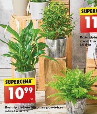 Biedronka Kwiaty zielone filtrujące powietrze oferta