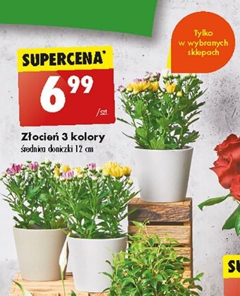 Biedronka Złocień 12 cm oferta