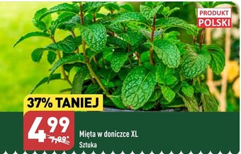 ALDI Mięta w doniczce XL Sztuka oferta