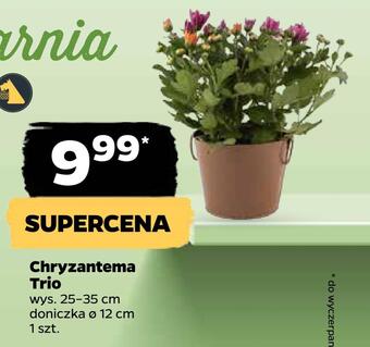 Netto Chryzantema trio oferta