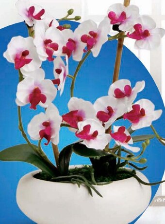 E.Leclerc Storczyk oferta