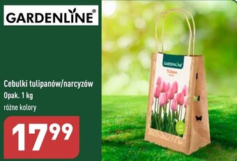 ALDI Cebulki tulipanów/narcyzów Opak. 1 kg oferta