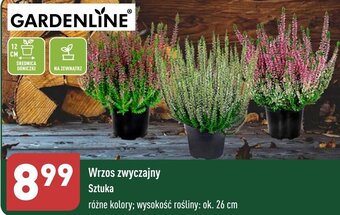 ALDI GARDENLINE Wrzos zwyczajny oferta