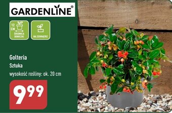 ALDI GARDENLINE Golteria wysokość rośliny: ok. 20 cm oferta