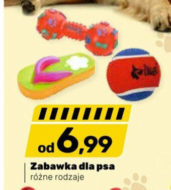 Bricomarche Zabawka dla psa oferta