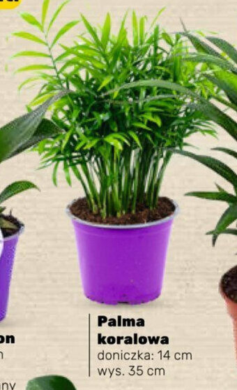 Bricomarche Palma koralowa oferta