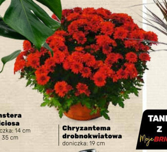Bricomarche Chryzantema drobnokwiatowa oferta