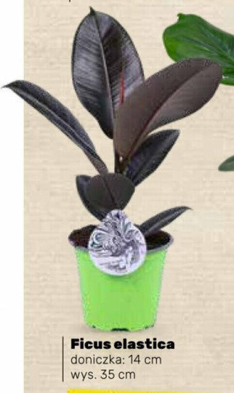 Bricomarche Ficus elastica doniczka oferta