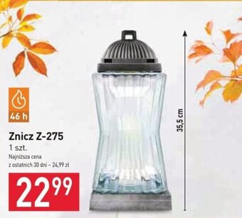 Stokrotka Znicz Z-275 oferta