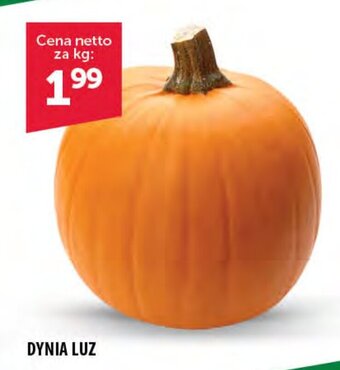 Eurocash DYNIA LUZ 1 kg oferta