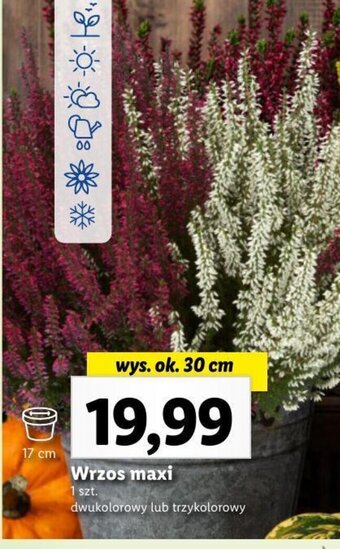 Lidl Wrzos maxi oferta