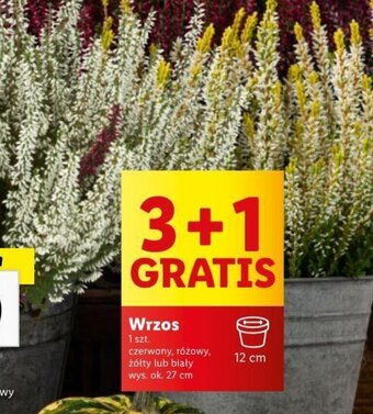 Lidl Wrzos oferta