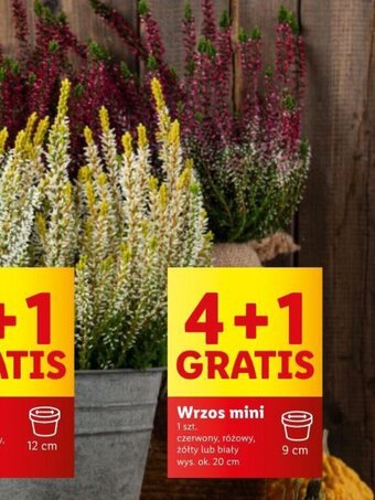 Lidl Wrzos mini oferta