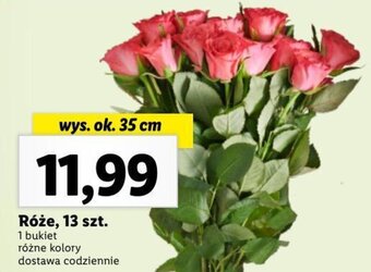 Lidl Róże 13 szt. oferta