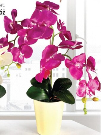 E.Leclerc Storczyk oferta