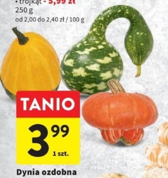 Intermarche Dynia ozdobna 1 szt. oferta
