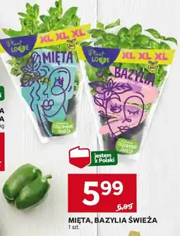 Intermarche Bazylia w doniczce oferta
