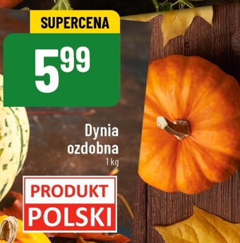 Polomarket Dynia oferta