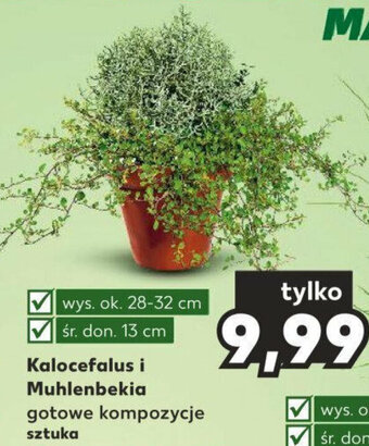 Kaufland Kalocefalus i Muhlenbekia 28-32cm oferta