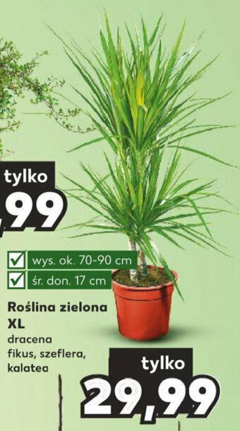 Kaufland Roślina zielona XL 70-90cm oferta