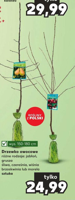 Kaufland Drzewko owocowe 150-180cm oferta
