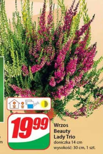 Dino Wrzos oferta