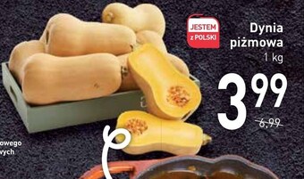Stokrotka Dynia oferta