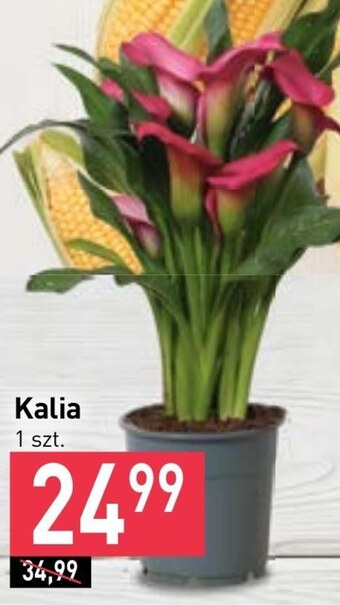 Stokrotka Kalia oferta