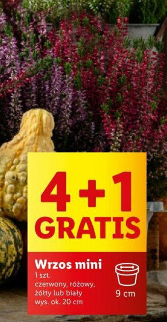 Lidl Wrzos mini oferta