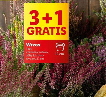 Lidl Wrzos oferta