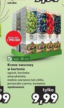 Kaufland Krzew owocowy - malina żółta oferta