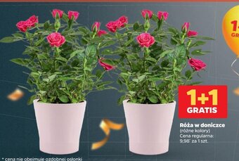 Netto Róża w doniczce oferta