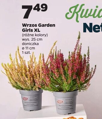 Netto Wrzos Garden Girls XL oferta