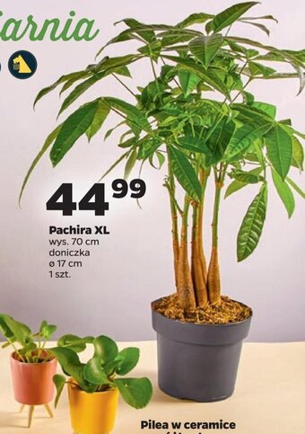 Netto Pachira XL oferta