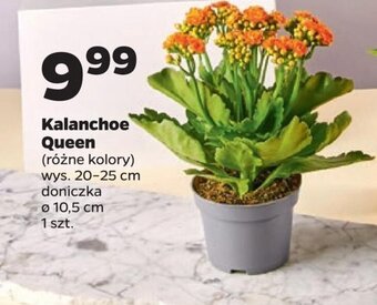Netto Kalanchoe Queen oferta