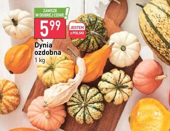 Stokrotka Dynia ozdobna 1 kg oferta