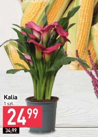 Stokrotka Kalia 1 szt. oferta