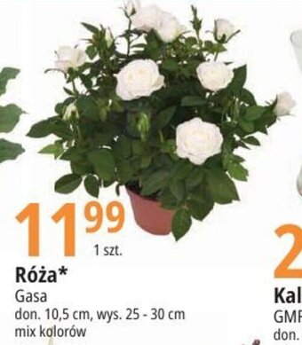 E.Leclerc Róża Gasa oferta