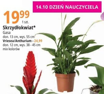 E.Leclerc Skrzydłokwiat Gasa oferta