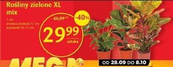 Delikatesy Centrum Rośliny zielone XL mix 1 szt. oferta