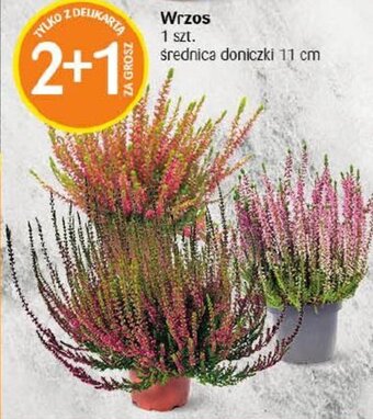 Delikatesy Centrum Wrzos 1 szt. oferta