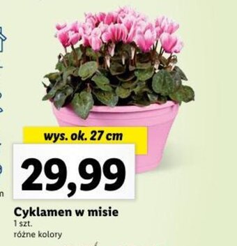 Lidl Cyklamen w misie 1 szt. oferta