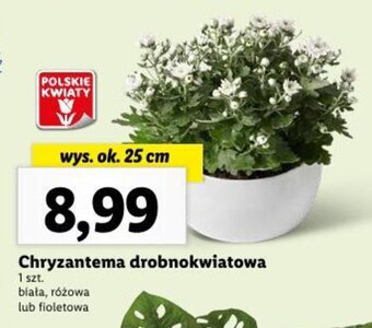 Lidl Chryzantema drobnokwiatowa 1 szt. oferta