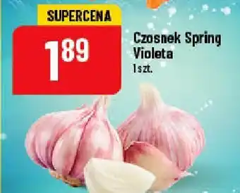 Polomarket Czosnek spring violeta 1 SZT oferta